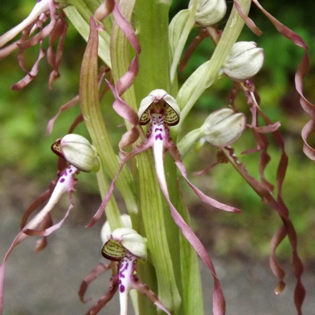 Himantoglossum hircinum - orchis bouc 765841himantoglossum2