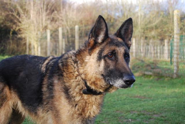 Zeus (berger allemand) - Page 9 766080DSC_0833