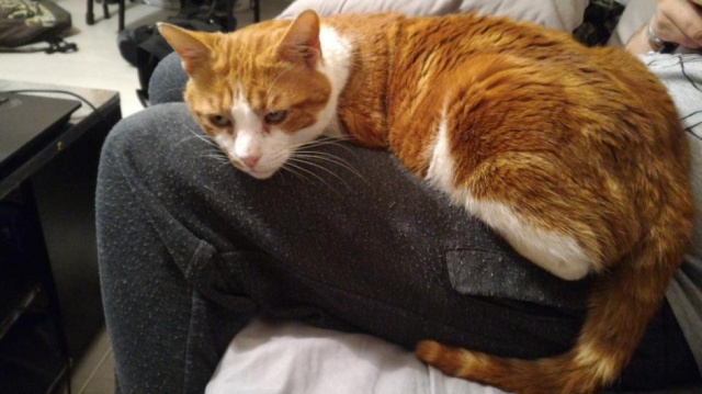 PUMPKIN- mâle senior marbré roux et blanc- FELIN POSSIBLE. 768871tumblronkewxz1351qe8bzko31280