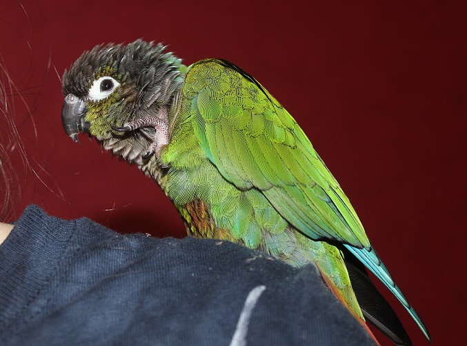 Helly, la crème des conures 769849IMG4372