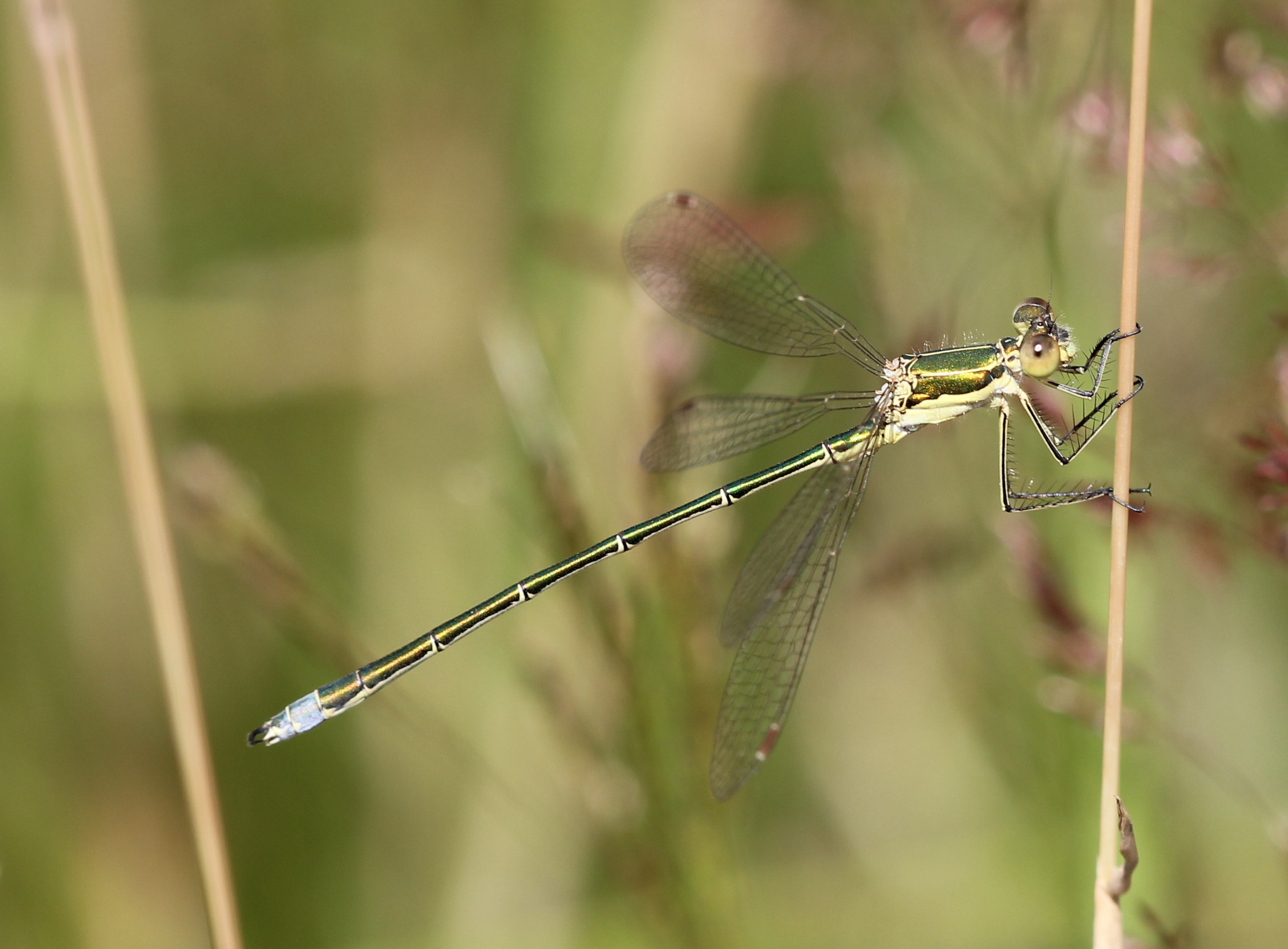 Lestes virens vestalis 771005Lvirensvest