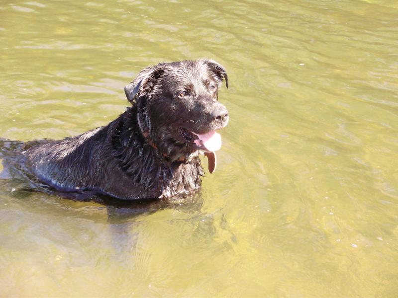 HERCULE( mâle labrador noir) 771174P6291734