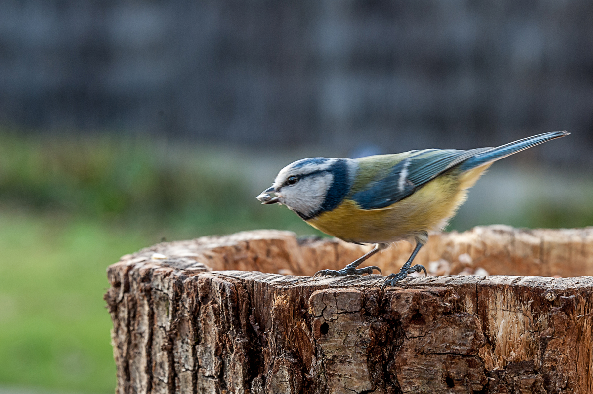 Oiseaux du ciel... 771724DCS2215PP