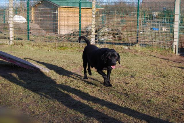 BRAKO (type labrador) - Page 2 772174DSC_0507