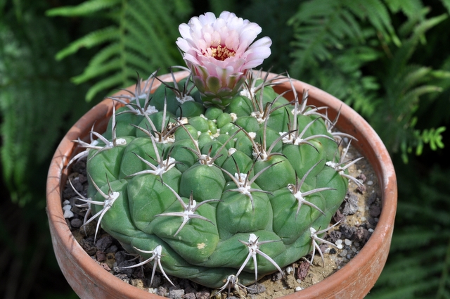 GYMNOCALYCIUM !!! - Page 2 772868gymnocalyciumparaguayense1107253