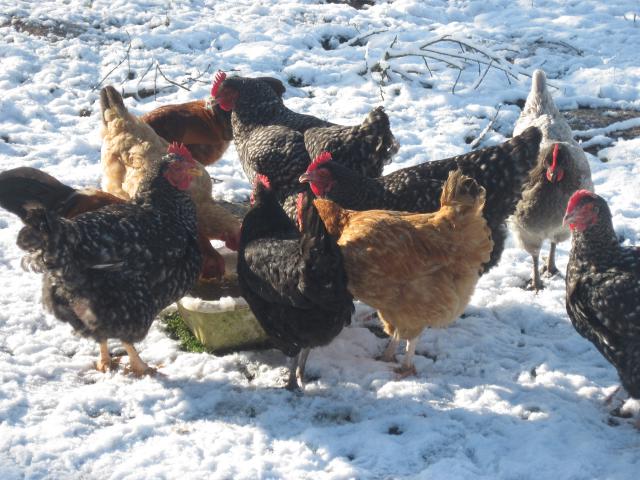 les poules de la ferme dans la neige 773867IMG3970jpg