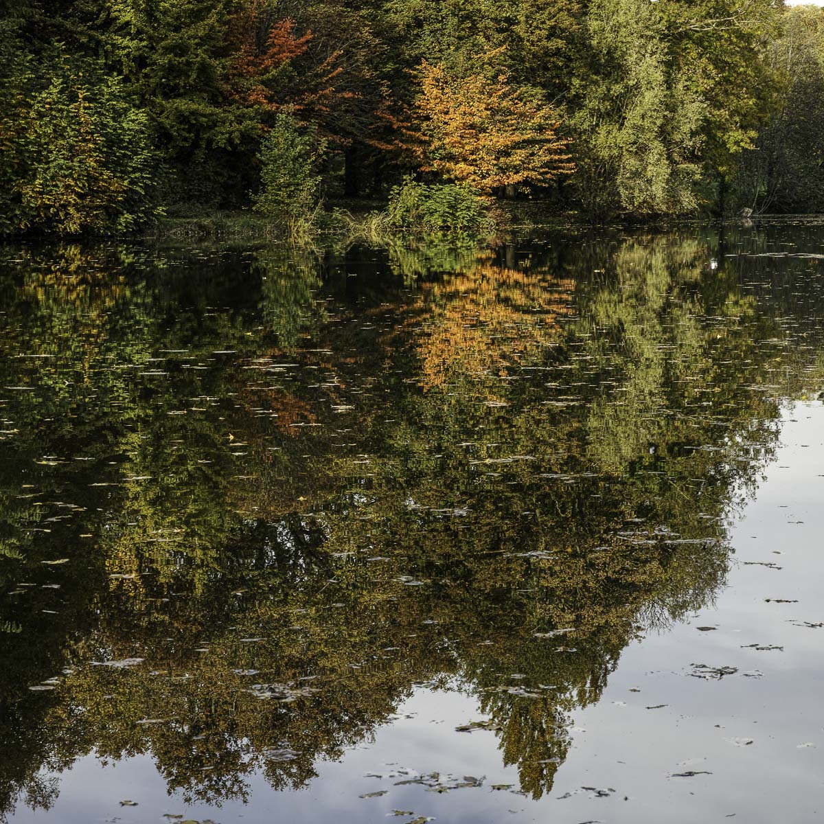 L'automne au bois (suite maj du 18/11) 773881DP3M6016