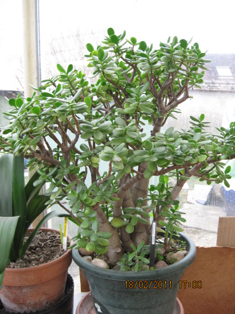 crassula ovata 77439600110