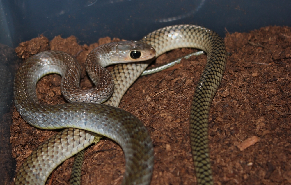 Ptyas korros - Indochinese Ratsnake 774892korrosmle4r