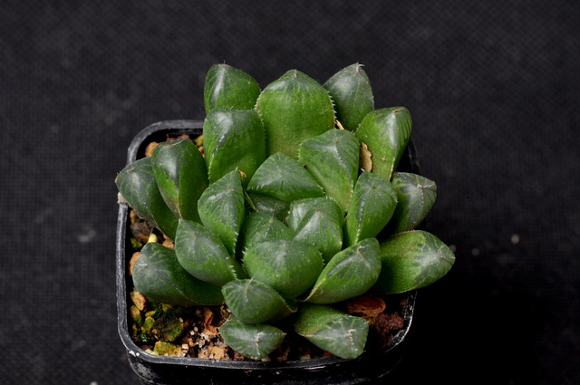 Mes Haworthia 776294cooperipiliferaPK120930001