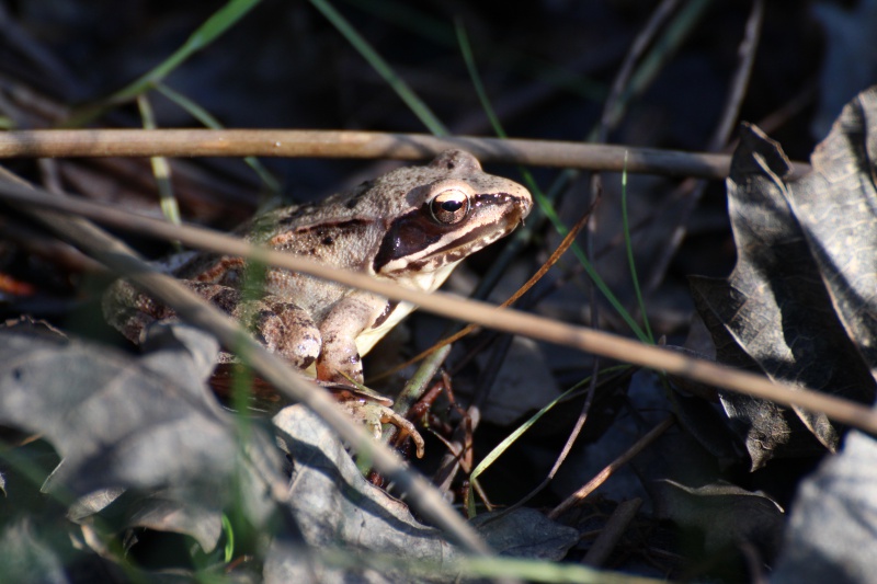 Herping (mais pas que...)  776322IMG9683