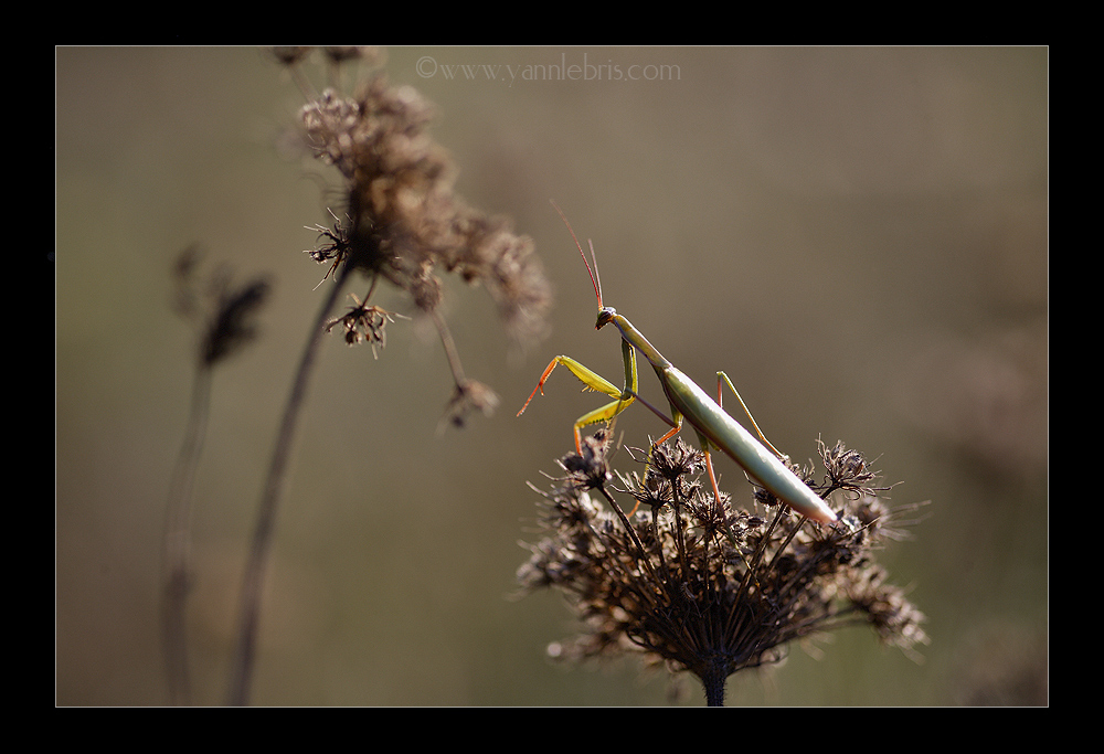 [Mantis religiosa] État des connaissances sur la Mante religieuse en Bretagne ? 776524mante2