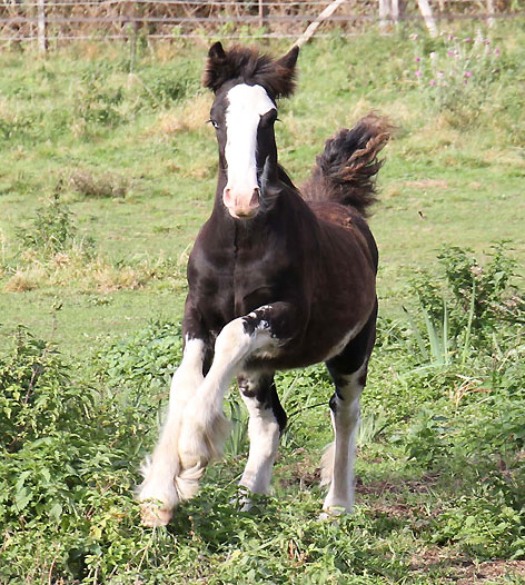 11 - 78 IC... Black Rose Tan (Gypsy Rose x Gwenog Tan) belles photos bas P3 - Page 2 777833Photo346