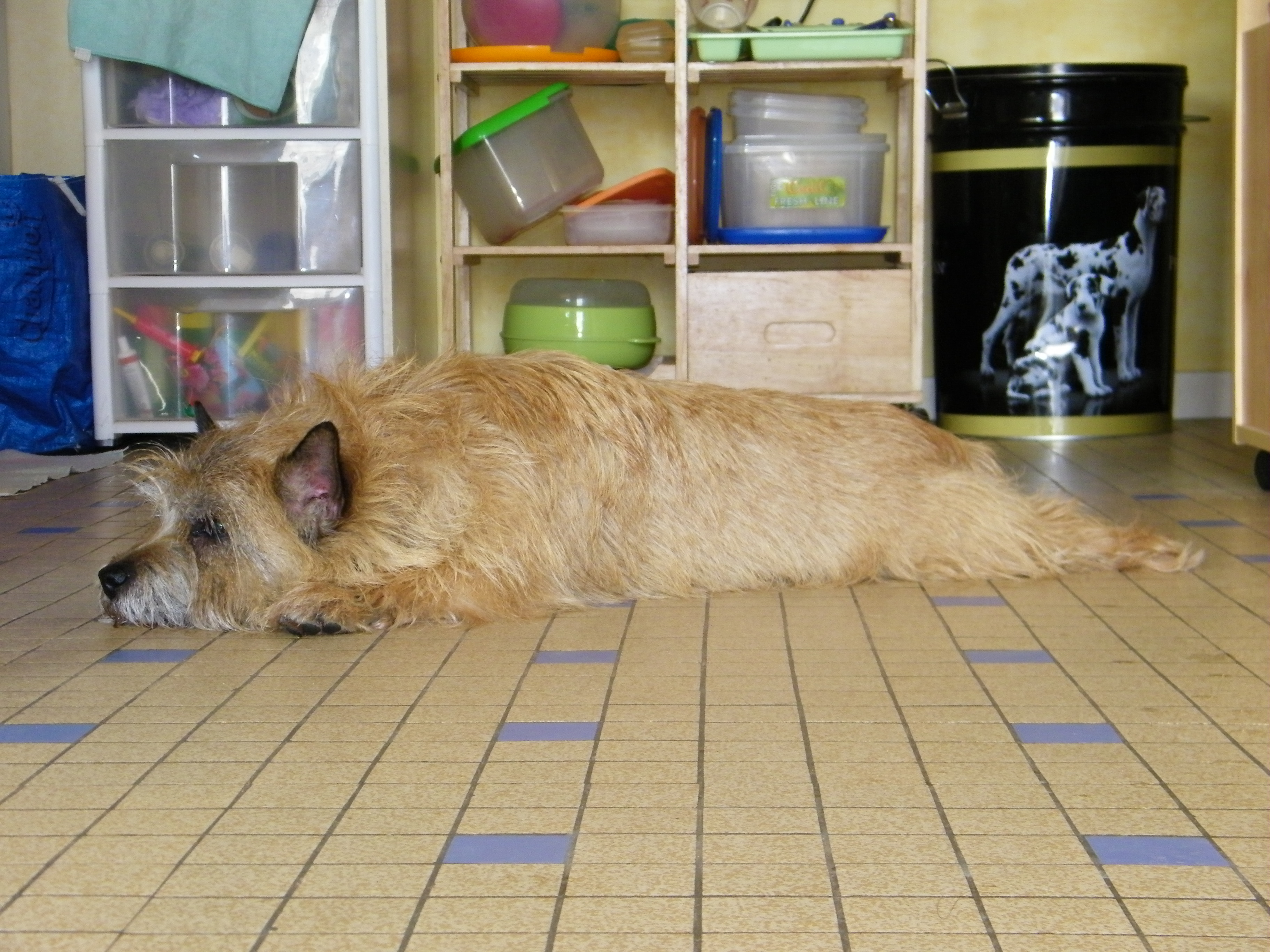 CAKE ECOSSAIS - cairn terrier 9 ans - Asso Teckels sans doux foyer à Saint Avit (41) 7792912011241