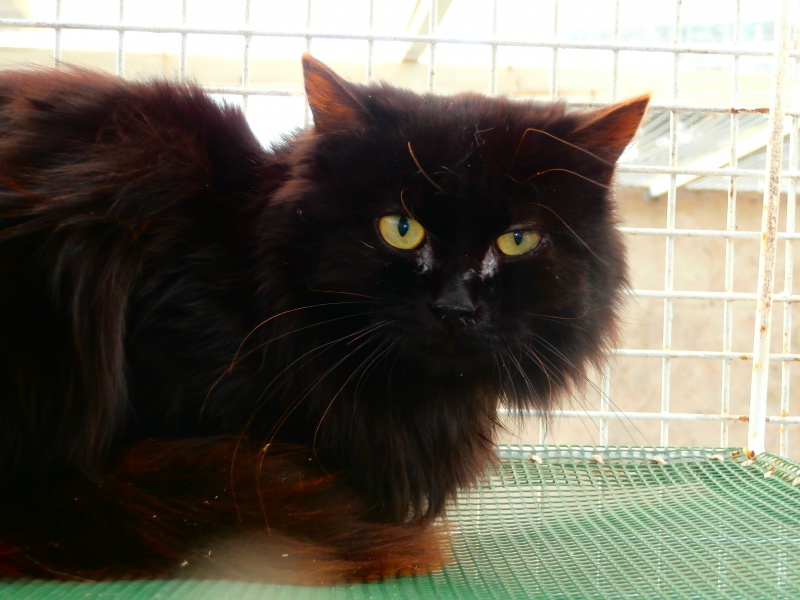 PLUME ( Femelle x Angora noir ) 781027P1212111