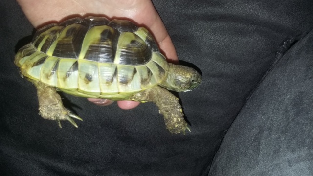 Identification tortue + aide si possible 781142413