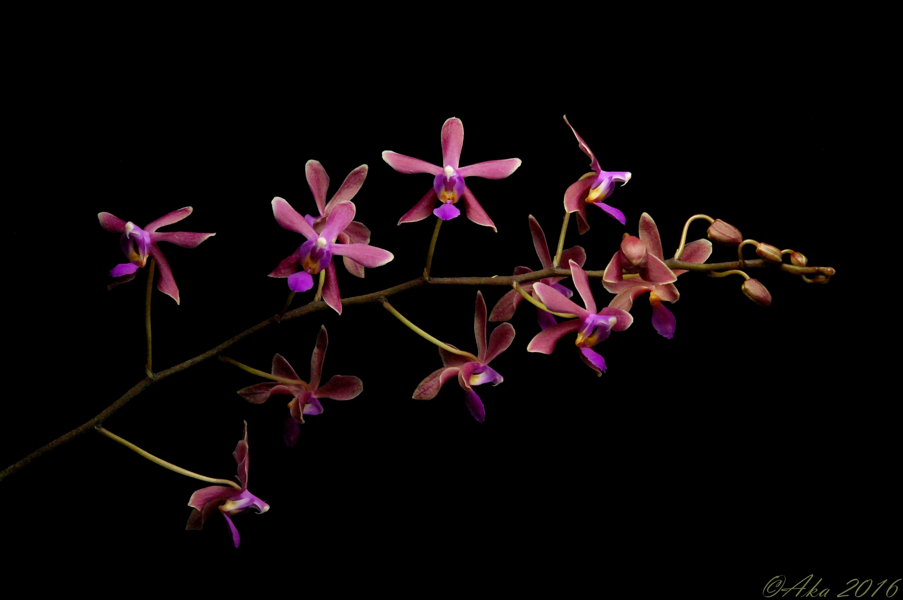 Phalaenopsis Braquestris Melmi (honghenensis x equestris) 781180braqumelmi