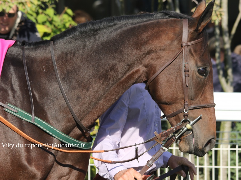 Photos Auteuil 9-10-2016 7827785J6A7732