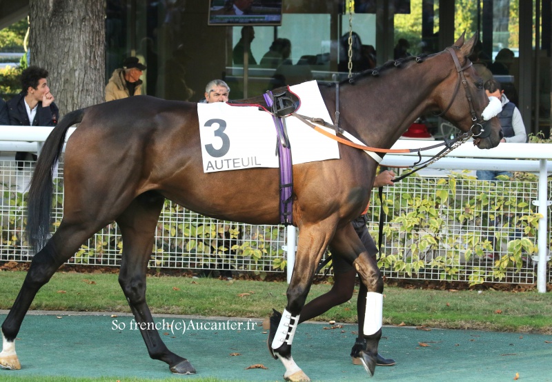 Photos Auteuil 9-10-2016 7831695J6A8152