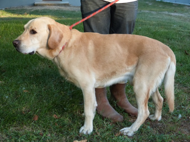 VICTOR - labrador 12 ans - Spa de Poitiers (86) 783226564f3