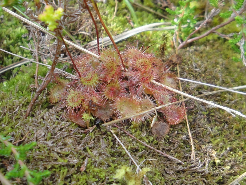 Quelques D. rotundifolia in situ en Norvège 785834DSC09691