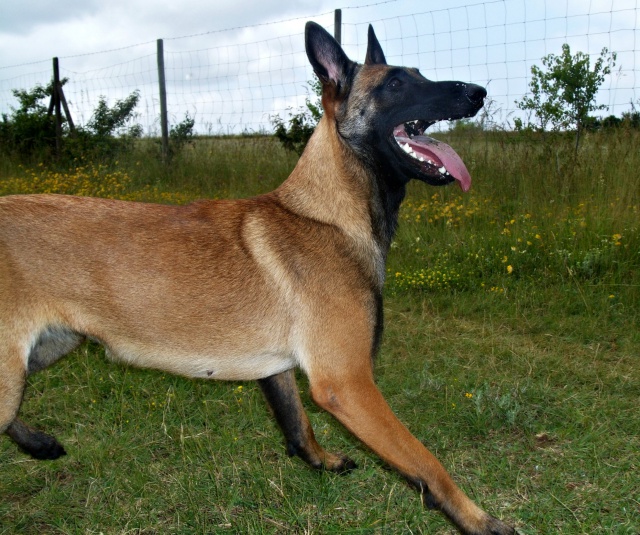 Un trio de malinois !  - Page 12 786222lm019