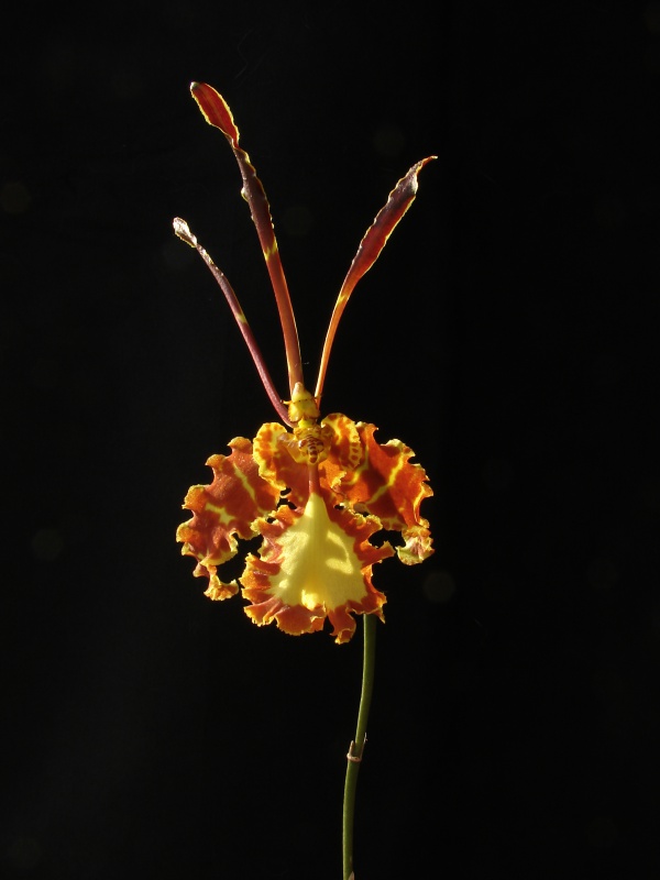 Psychopsis Mariposa 786473Mariposa