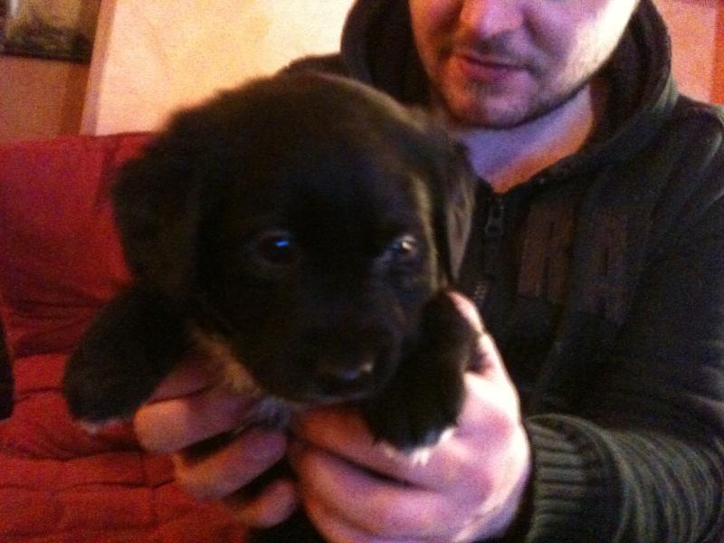 BUZZ - chiot   male 4 semaines noir type labrador TERRE NEUVE 787651IMG0786