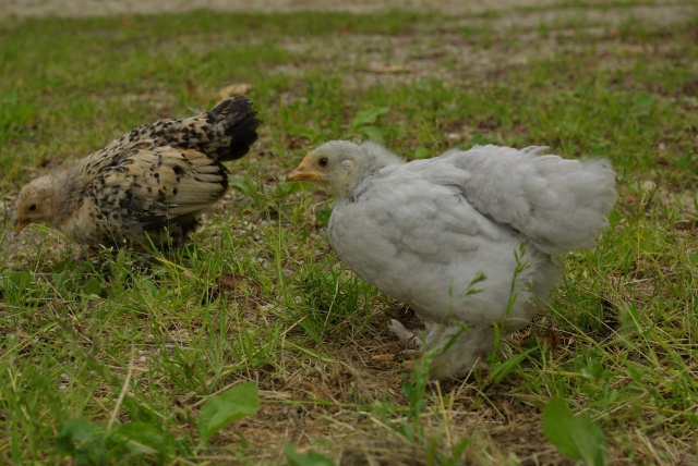 Sexage sabelpoot et pékin 789838bantam