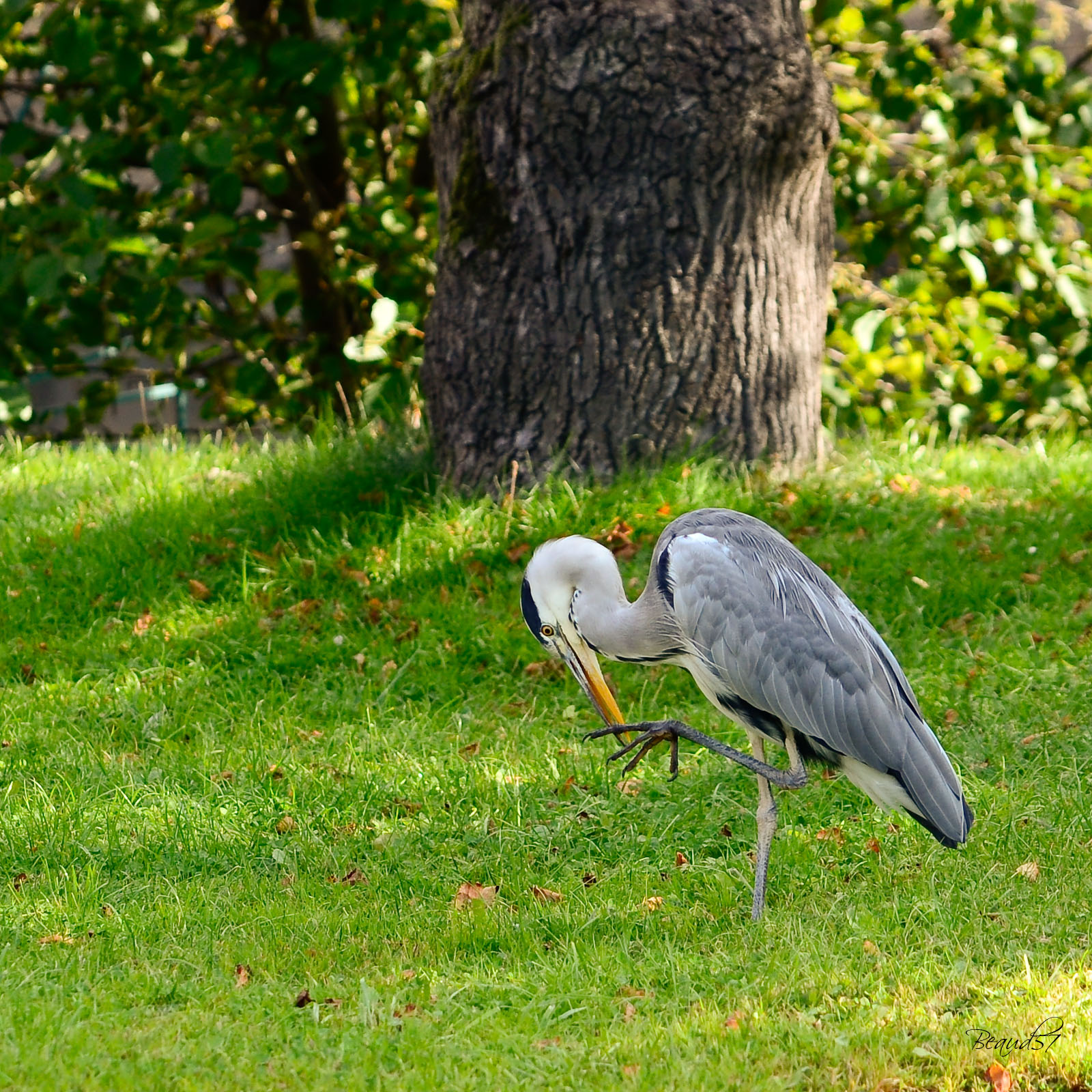 Les hérons (fil ouvert) - Page 2 790916heron