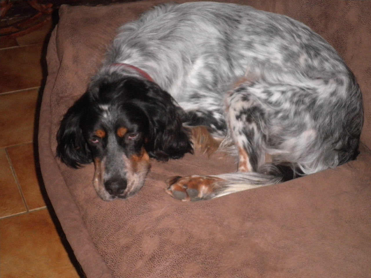  SANKA (croisé setter mâle) 791962021