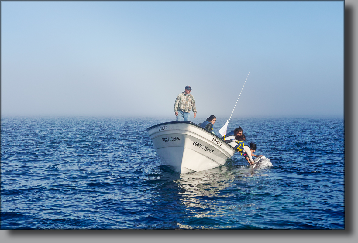 BAJA CALIFORNIA, j'ai caressé des baleines ... - Page 2 792406SDI2473