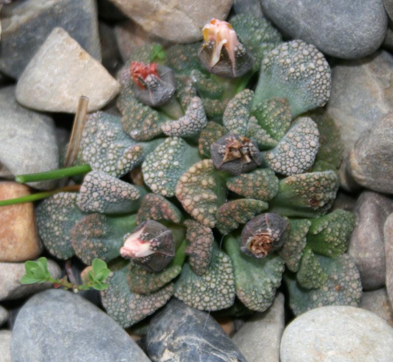 Titanopsis calcarea 792429titanopsiscalcareafleurs