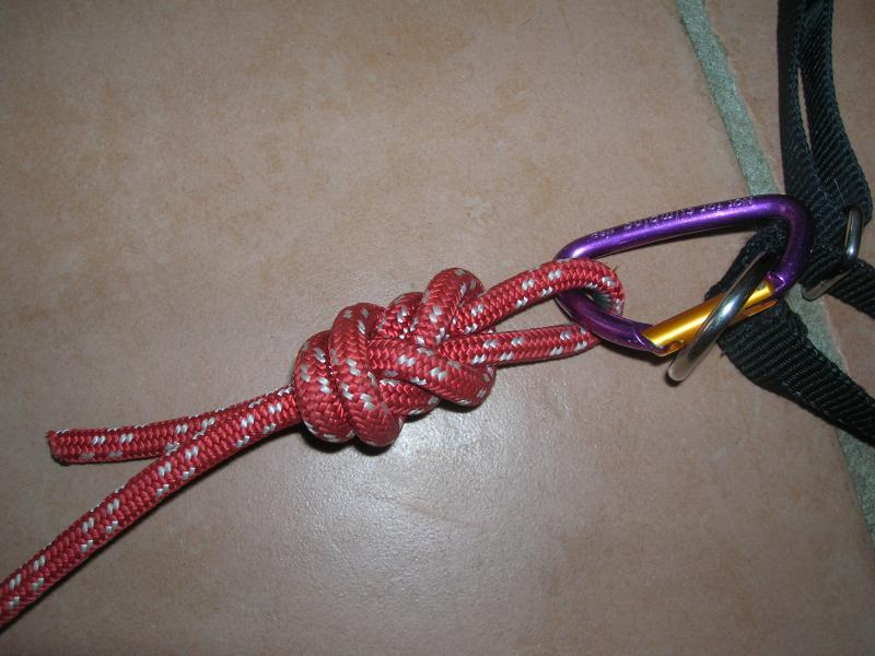 Quel(s) collier(s) pour votre chien? - Page 8 792495DSCN4618