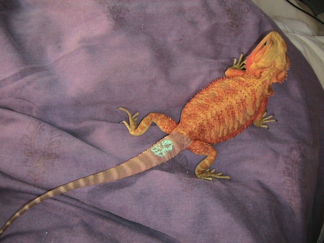 Ginger pogona de Matchless. 793444016