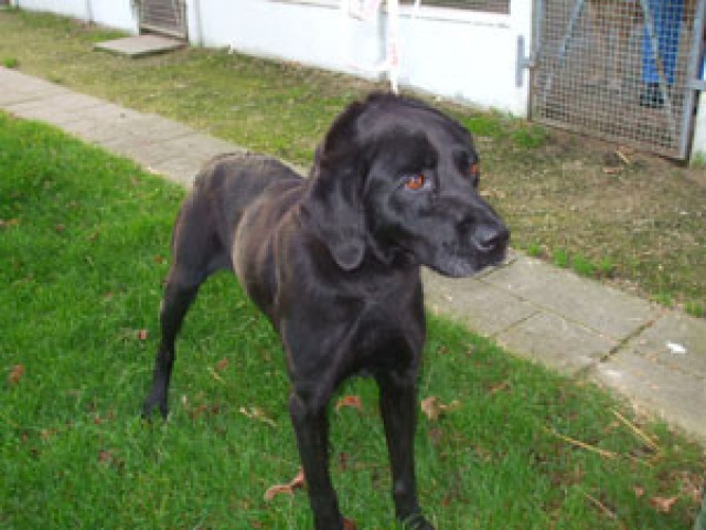 GULLY 11 ANS ADORABLE LABRADOR NOIR ATTEND SA FAMILLE LES AMIS DES BÊTES 17 ROYAN 793580photo391