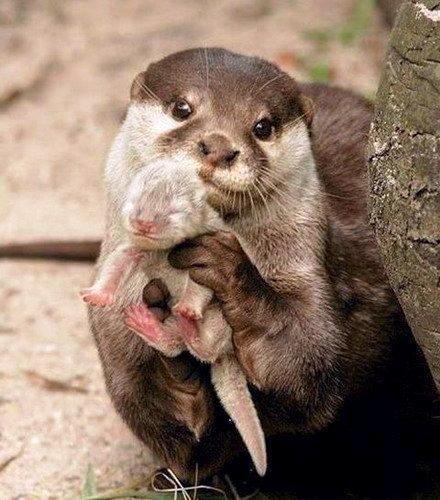 TENDRESSE !!! - Page 2 794080loutre