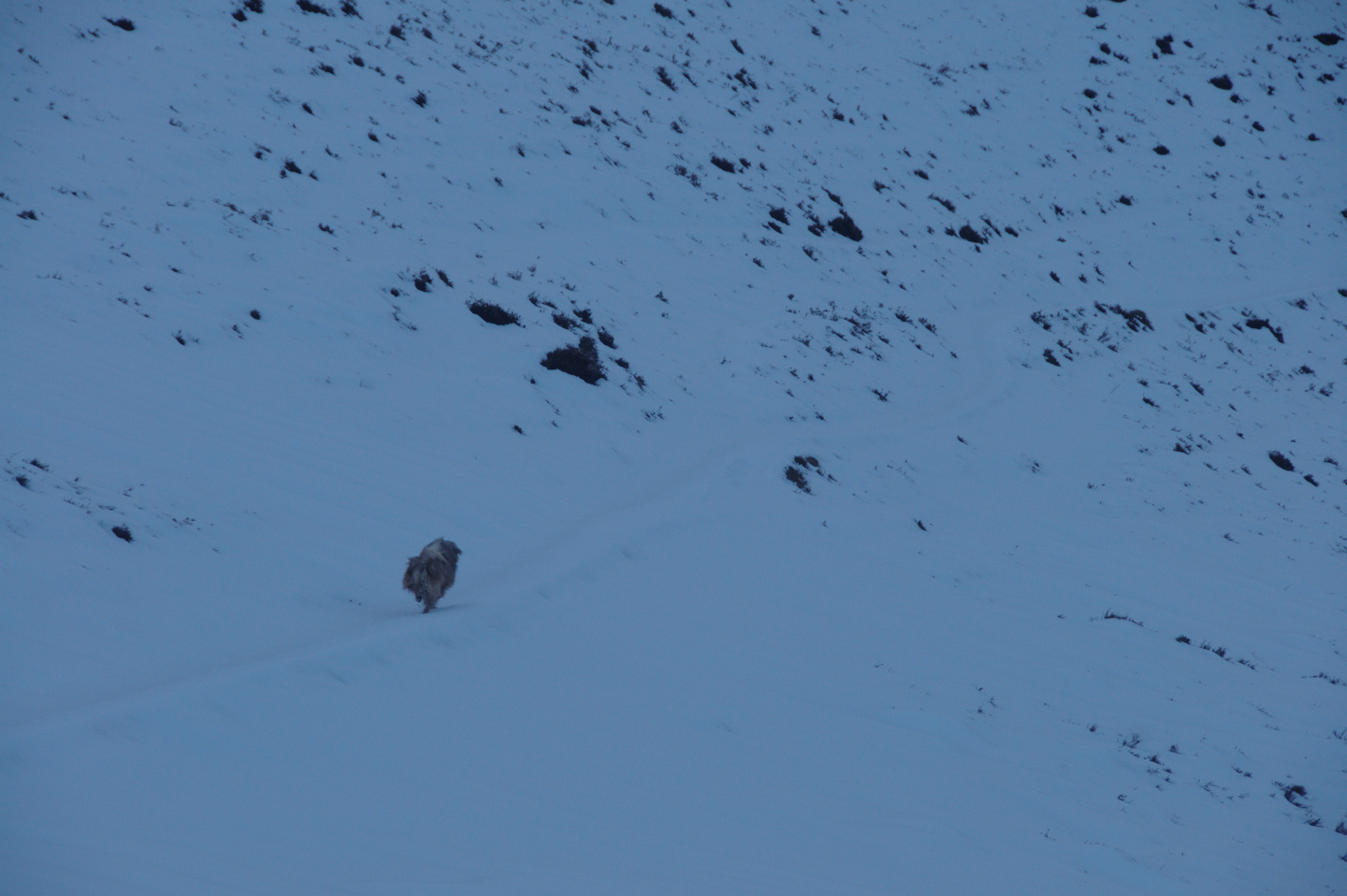 Une vie pyrénéenne de labrit des pyrénées - Page 20 80218141tramassel202