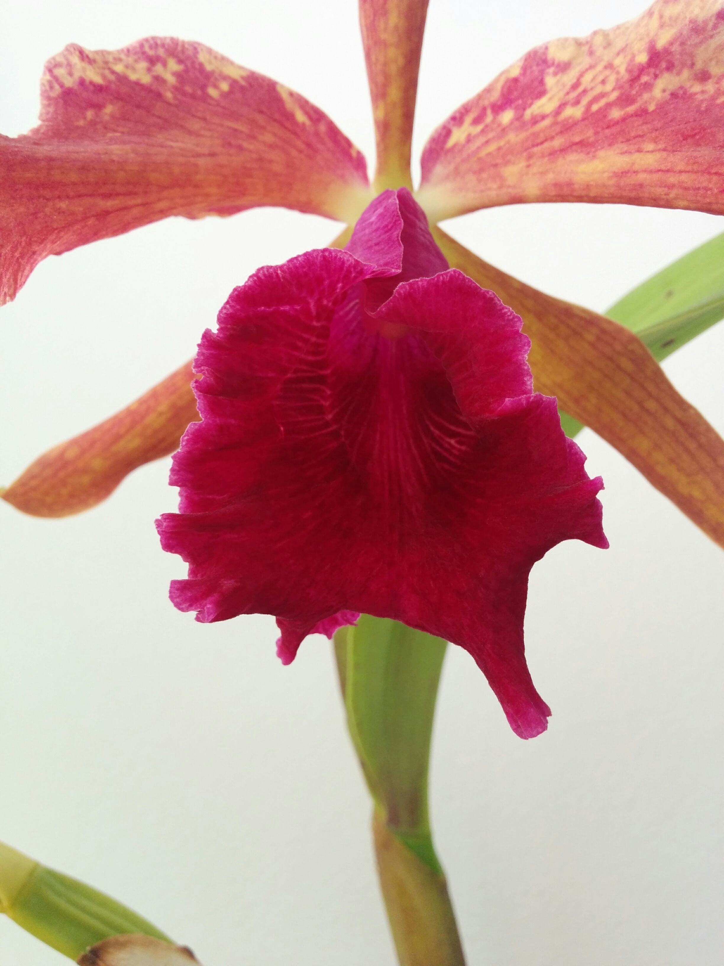 Cattleya Luminosa 803369IMG20160918100443