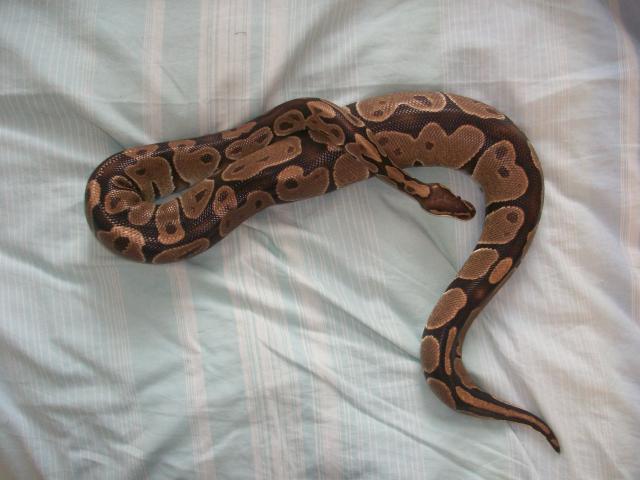 Meos Reptiles : Python Regius 8060561009315