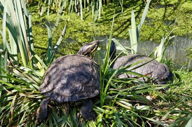 Le centre de récupération de tortues de Chavornay 806581IMG0295DxO640x480