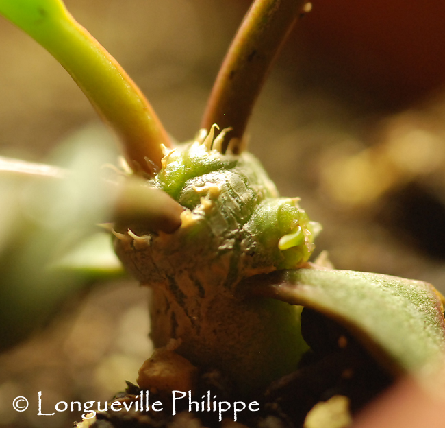 Euphorbia francoisii - Page 4 806949DSC31714