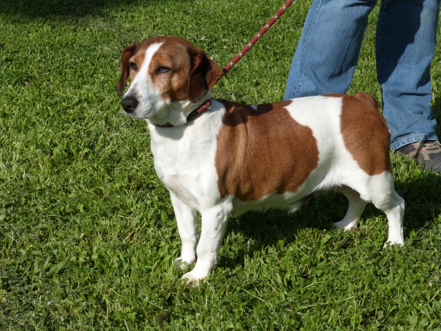 NOISETTE  - ratier (jack/basset ?) 9 ans - Spa de Poitiers (86) 811199100rNoisette3