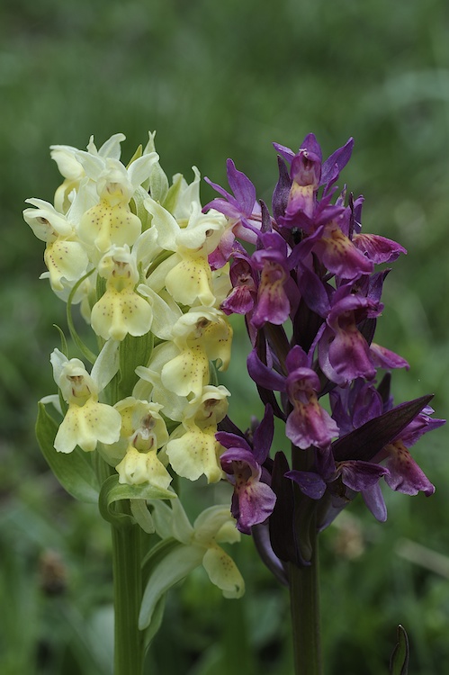 Dactylorhiza sambucina (Orchis sureau) 812018Sam02