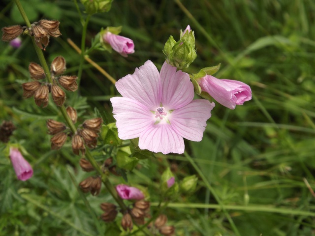 Malva moschata - mauve musquée 812293DSCF6354bis