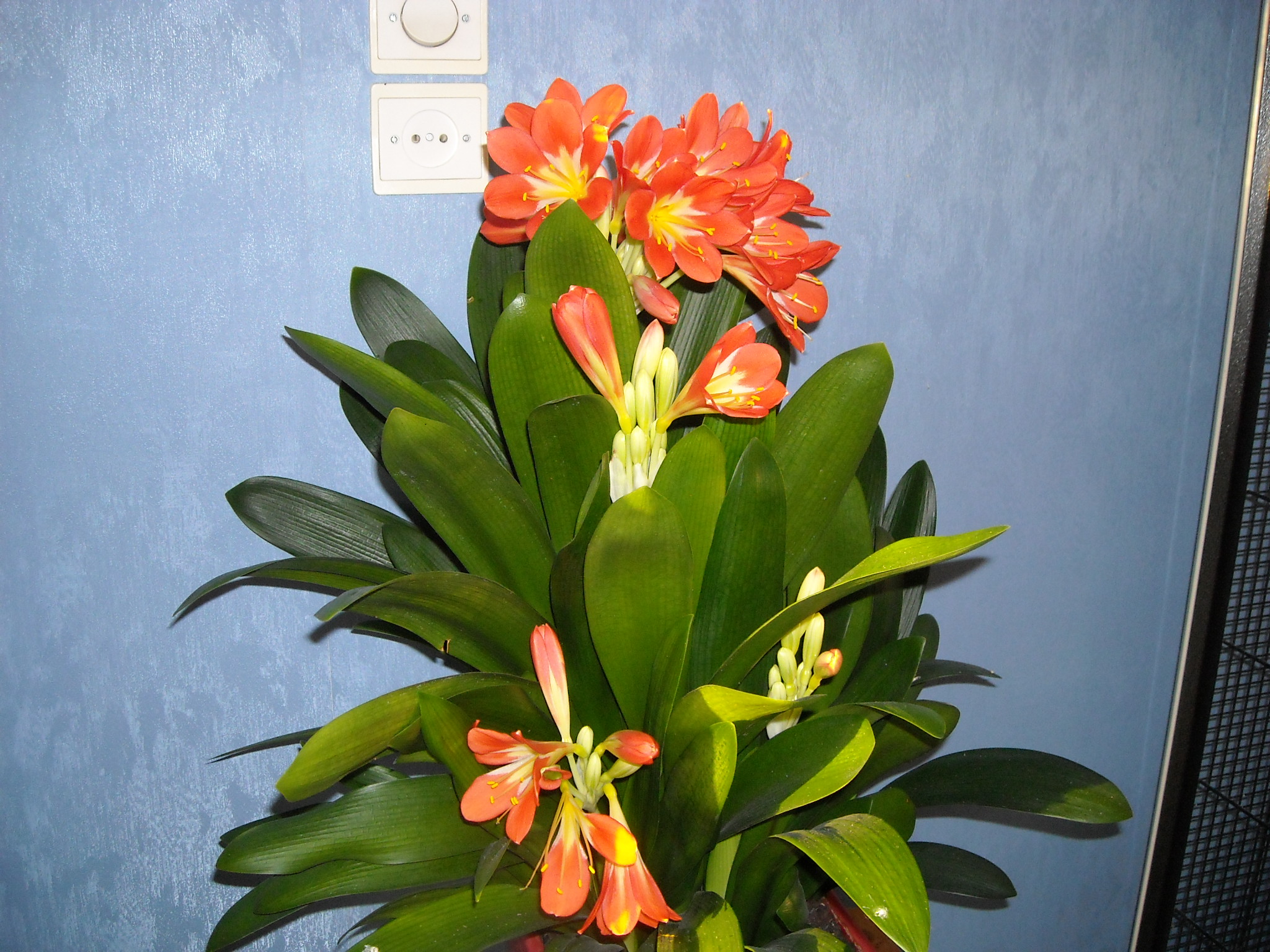 clivia - clivia - Page 2 812356cliviaetelona001