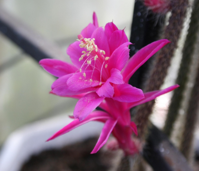 Aporocactus flagelliformis 813885aporocactusflagelliformisfleur