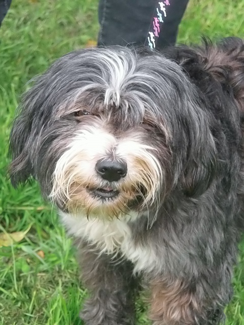 Princesse griffon/caniche (terrier du Tibet ?) 5 ans - refuge de Béthune (62) 816975204