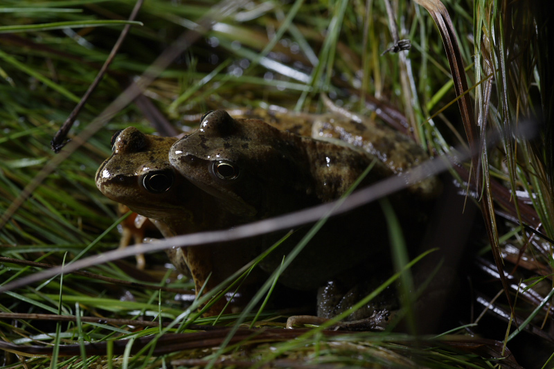 Grenouille rousse, une nouvelle saison démarre - Page 3 81866835K1326