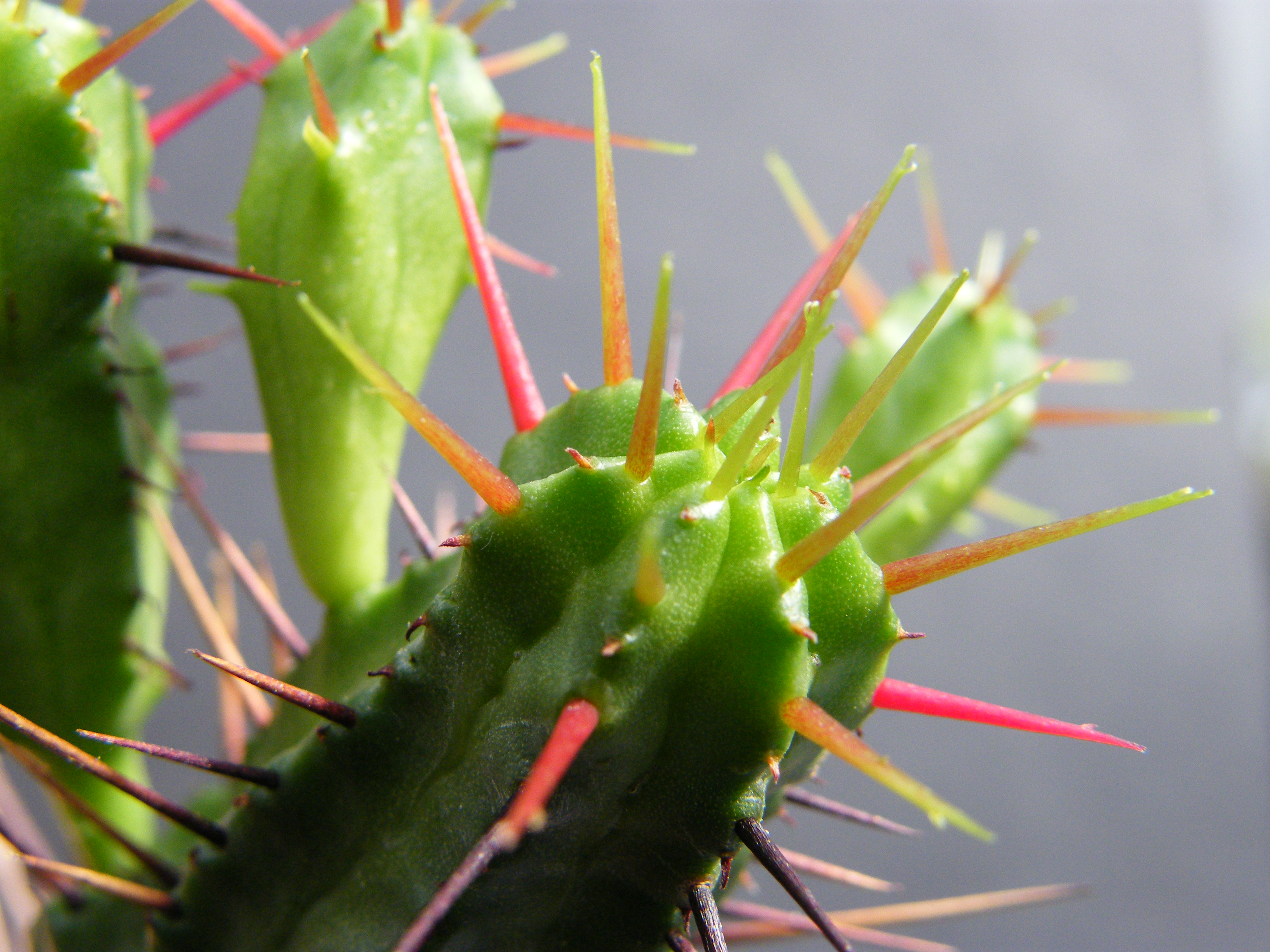 Euphorbia enopla 818715Nov2010871